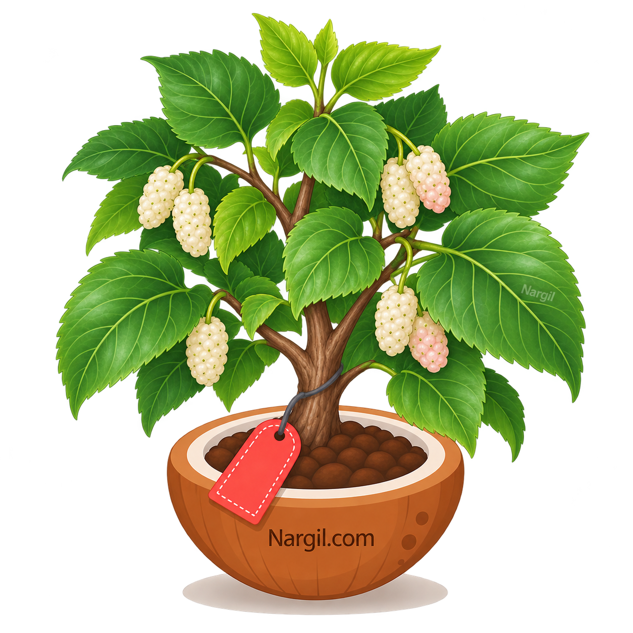 Nargil_Morus alba